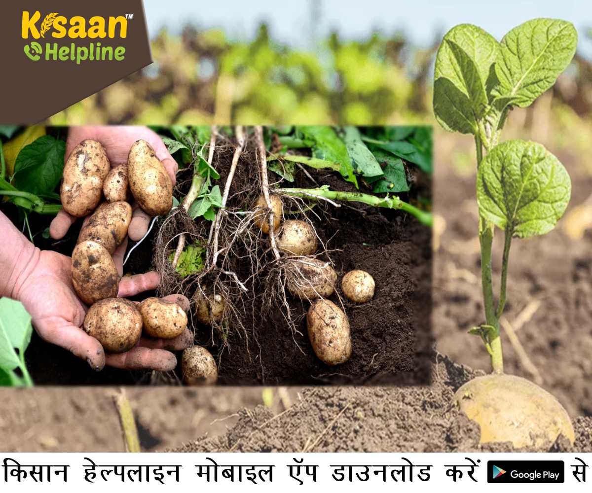 जानिए आलू की फसल में लगने वाले सबसे हानिकारक रोग के लक्षण एवं रोकथाम